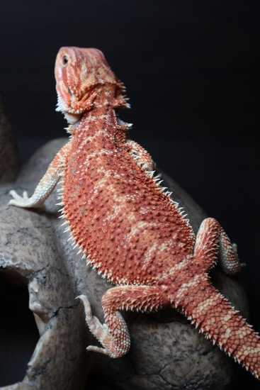 1/4 Red Monster Hypo 100% Het Trans Bearded Dragon Central Bearded ...