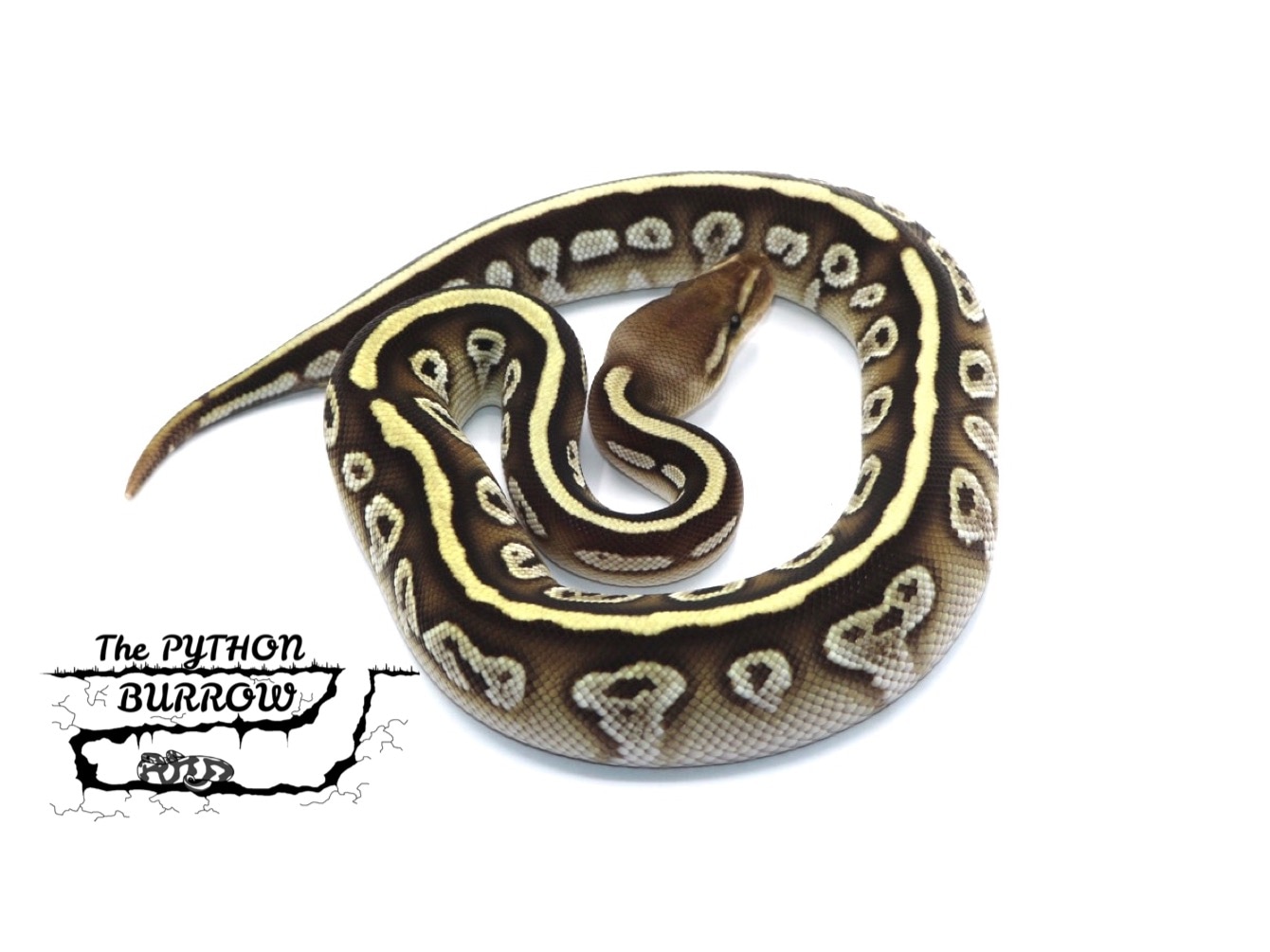 Cypress Lesser Ball Python by The Python Burrow LLC MorphMarket