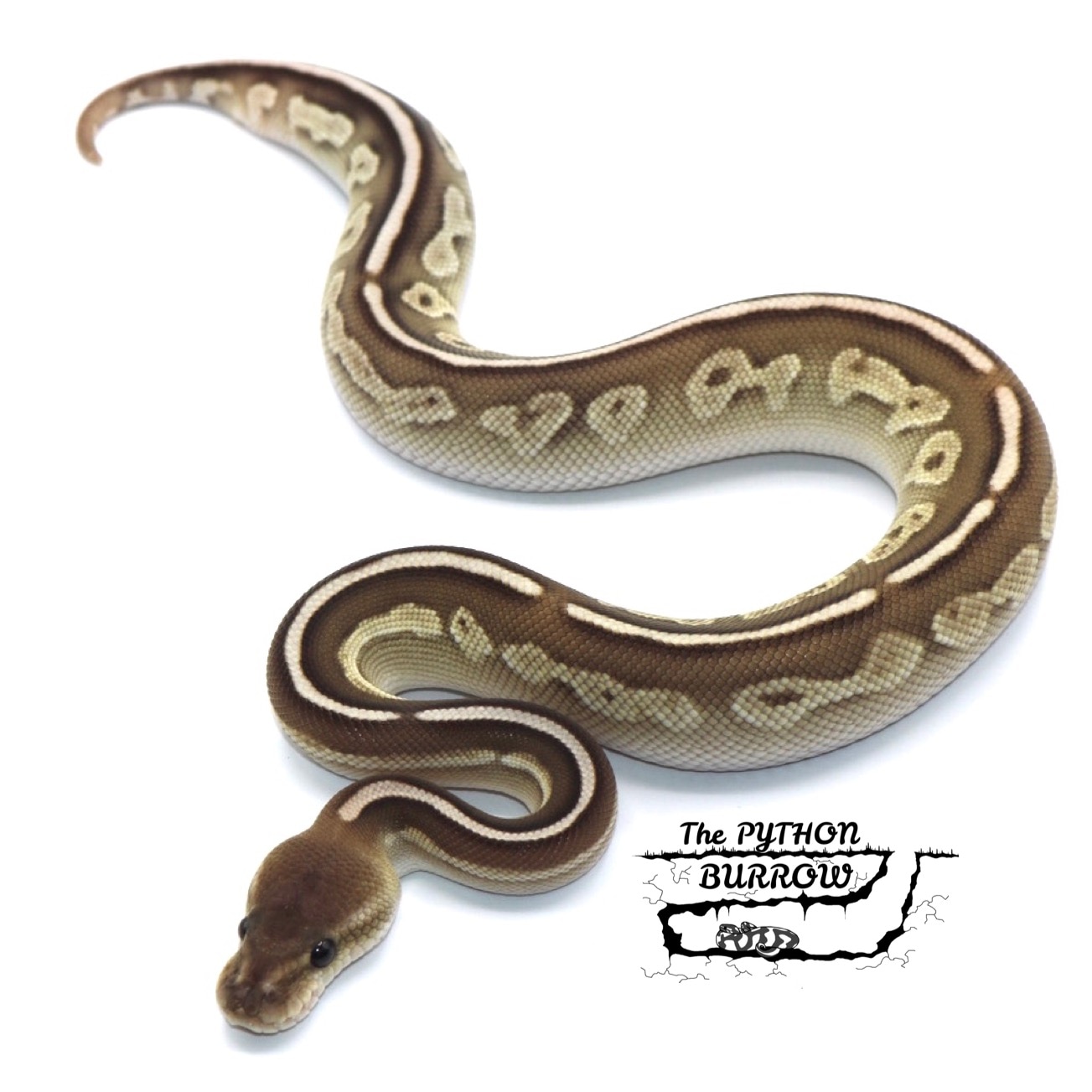 Cinnamon Cypress Lesser Ball Python by The Python Burrow LLC - MorphMarket