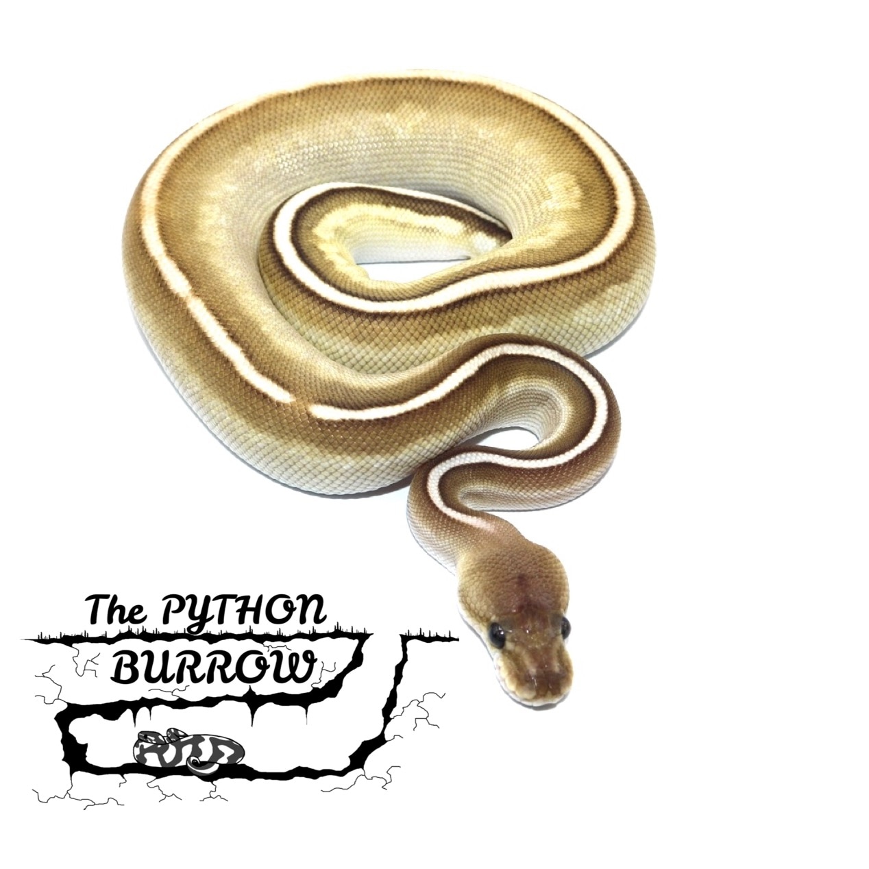 Cinnamon Cypress Lesser Ball Python by The Python Burrow LLC - MorphMarket