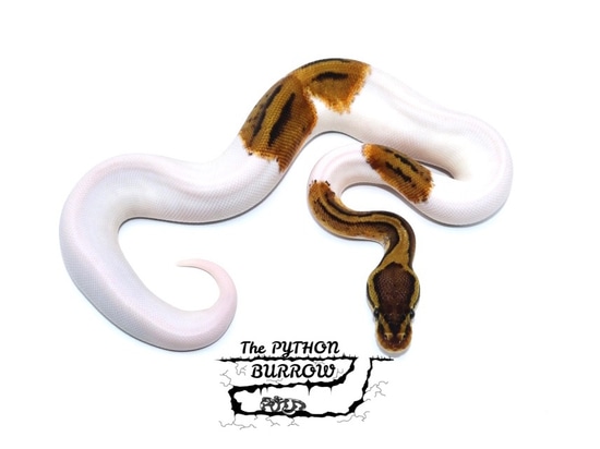 Ball Python Borrow Pastel Pied Ball Python by The Python Burrow LLC