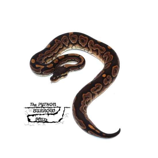 Ball Python Borrow Do Ball Pythons Burrow? : Why is my bp suddenly burrowing? – JMNG