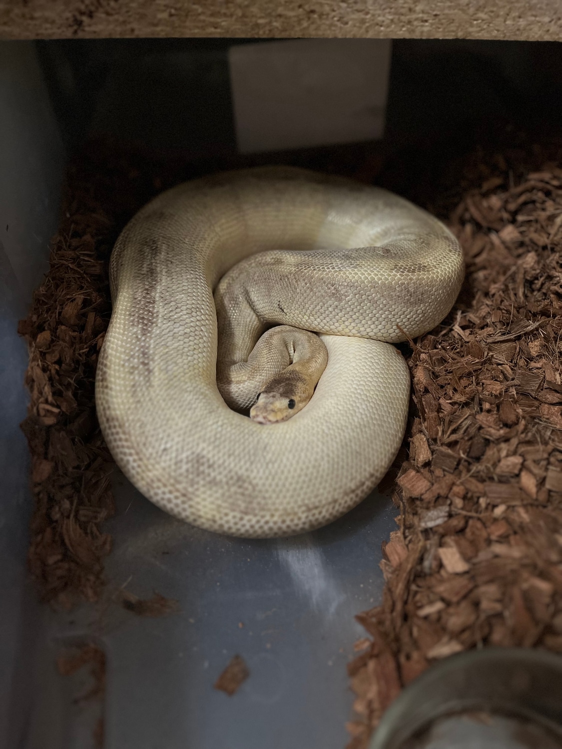 RTB Champagne! Ball Python by Friendswood Exotics - MorphMarket