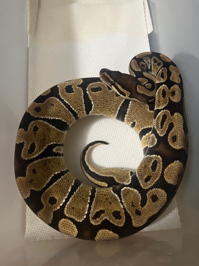 Normal Ball Python by Friendswood Exotics