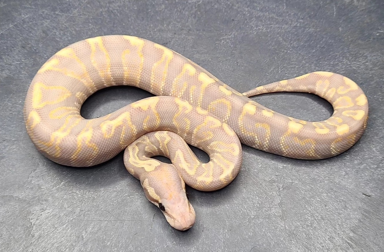 Banana Super GHI 100 Het Tsk Axanthic Clown (Female Maker) Ball Python