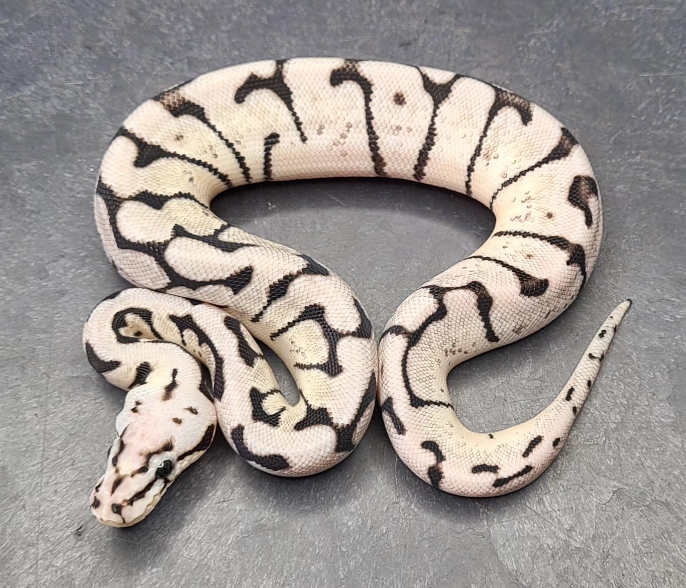 Bumble Bee Tsk Axanthic 100% Het Clown Poss Yellowbelly Ball Python by ...