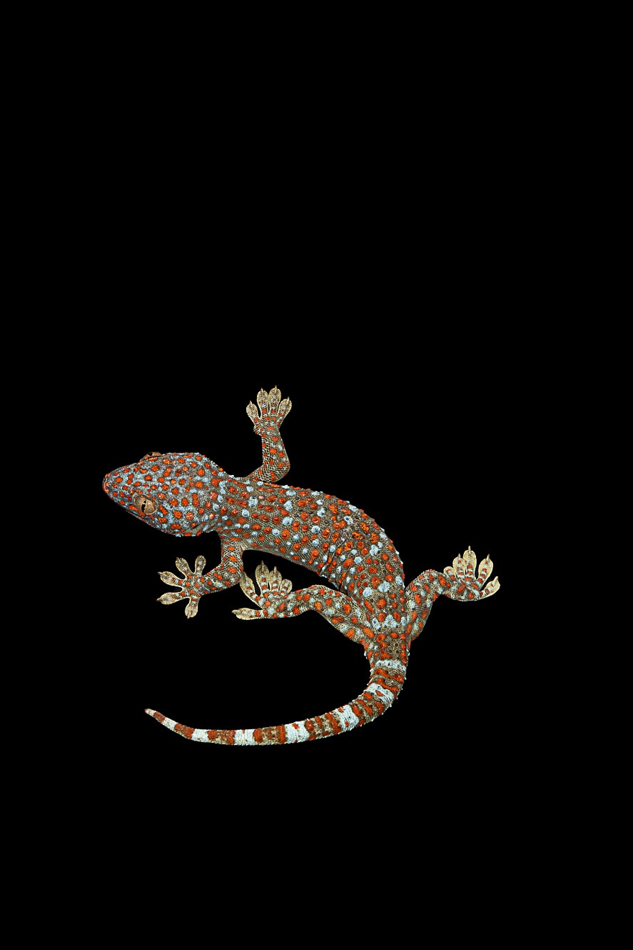 Tokay Gecko by Southeast exotics MorphMarket