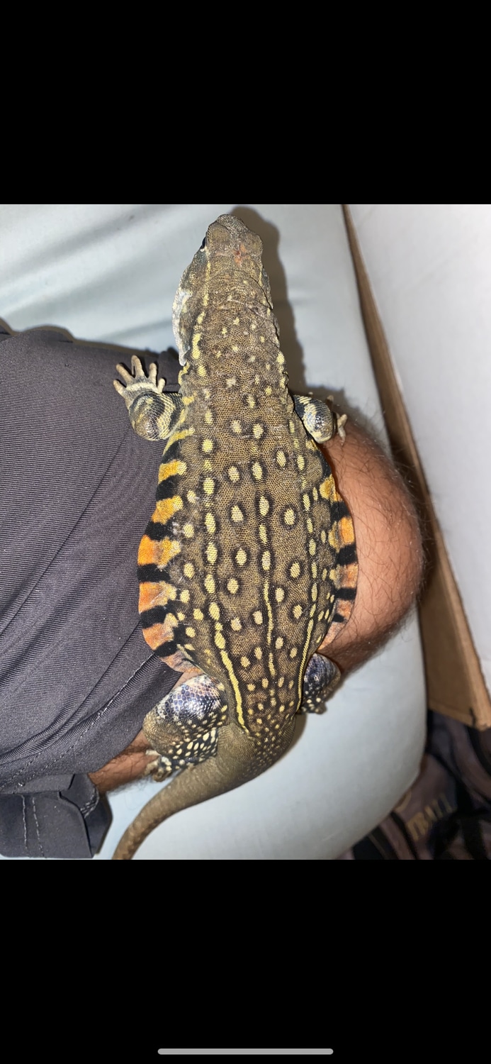 Butterfly Agama More Lizard by Southeast exotics MorphMarket