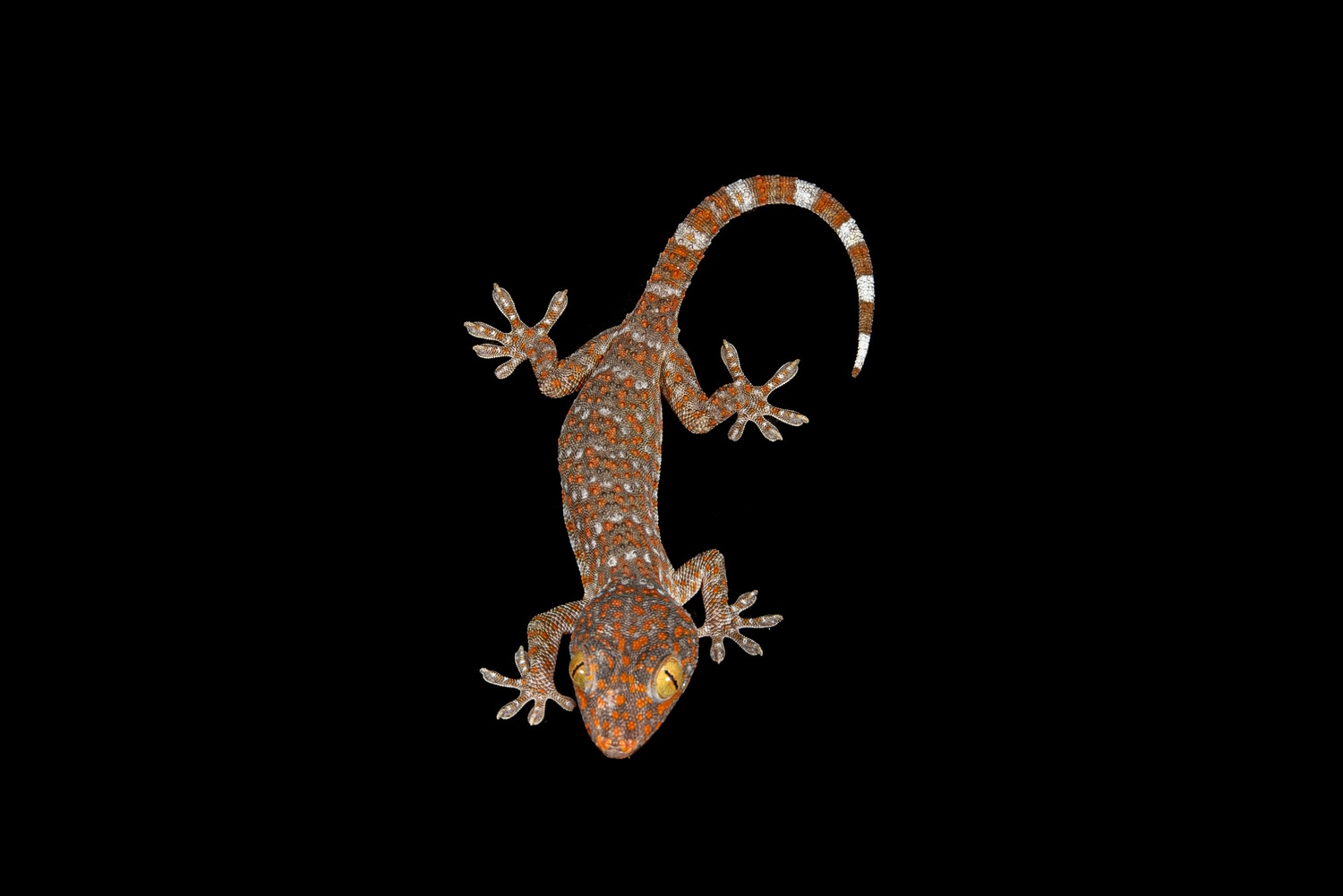 Tokay Gecko by Southeast exotics MorphMarket