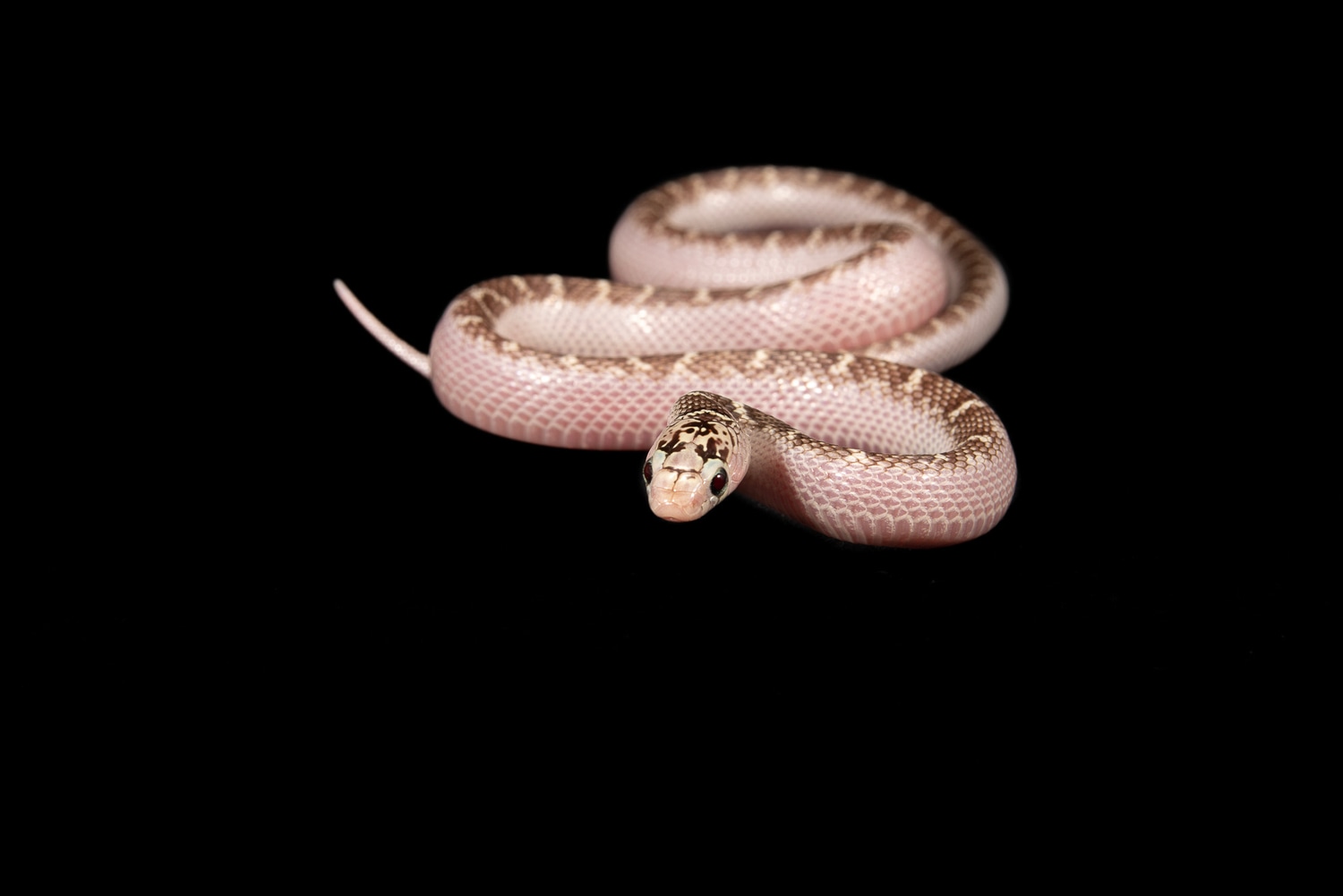 Axantic White Side South Florida Kingsnake by Southeast exotics
