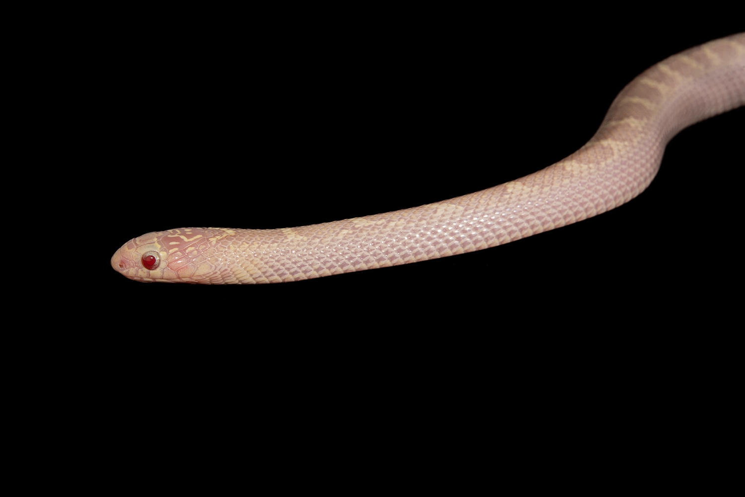 White Side Lavender South Florida Kingsnake by Southeast exotics