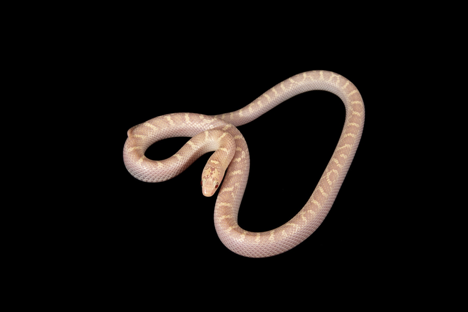 White Side Lavender South Florida Kingsnake by Southeast exotics