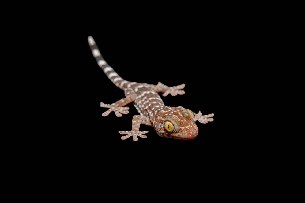 Hatchling Tokay Gecko by Southeast exotics MorphMarket