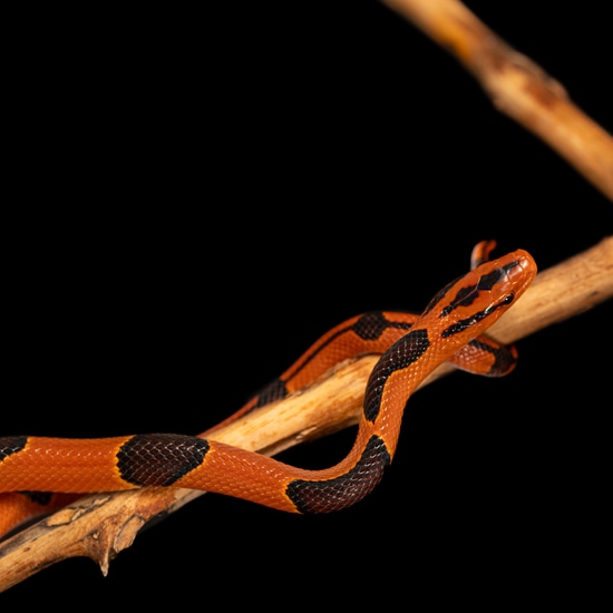 Bamboo Rat Snake by Southeast exotics