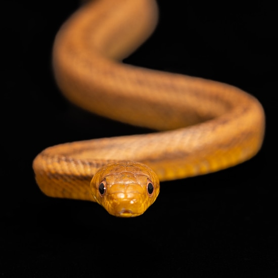 Yellow Rat Snake Eastern Rat Snake by Southeast exotics