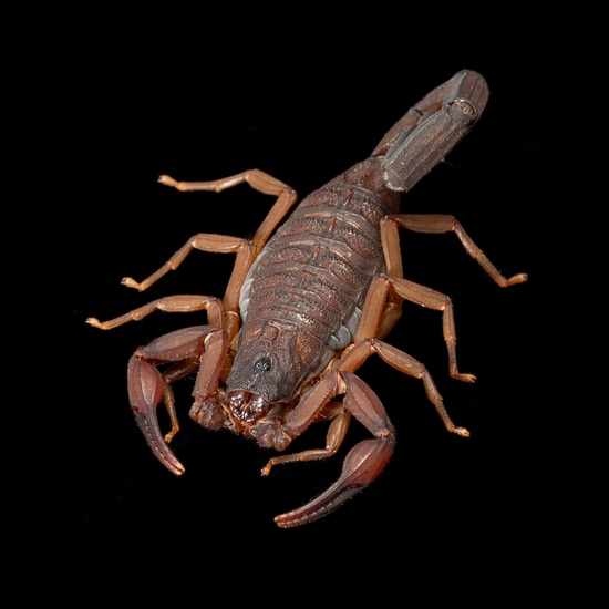 Florida Bark Scorpions by Southeast exotics