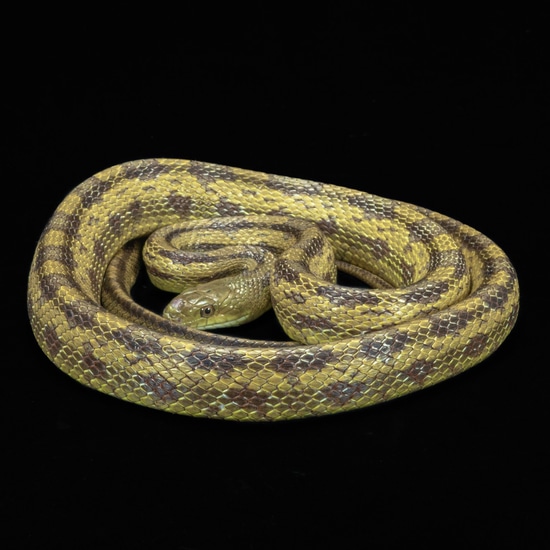 Greenish Rat Snake Green Rat Snake by Southeast exotics