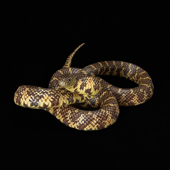 Florida King Snake South Florida Kingsnake by Southeast exotics