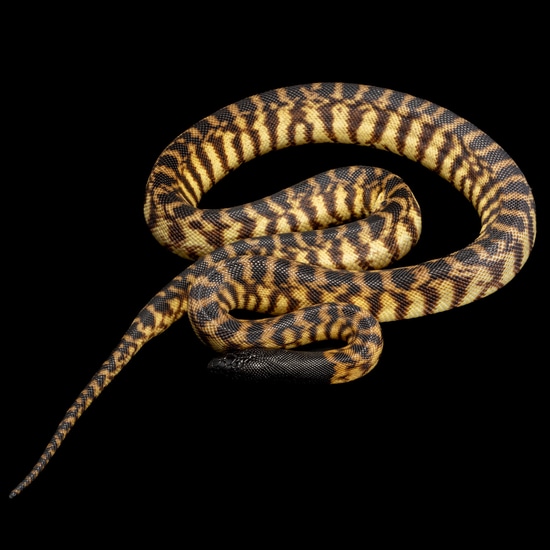 Black Head Python BlackHeaded Python by Southeast exotics