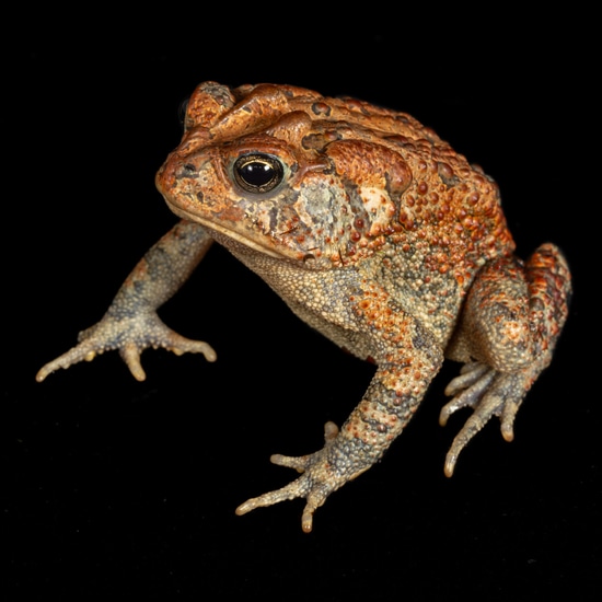 Souther Toad by Southeast exotics