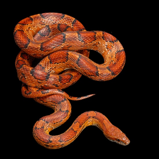 Corn Snake by Southeast exotics