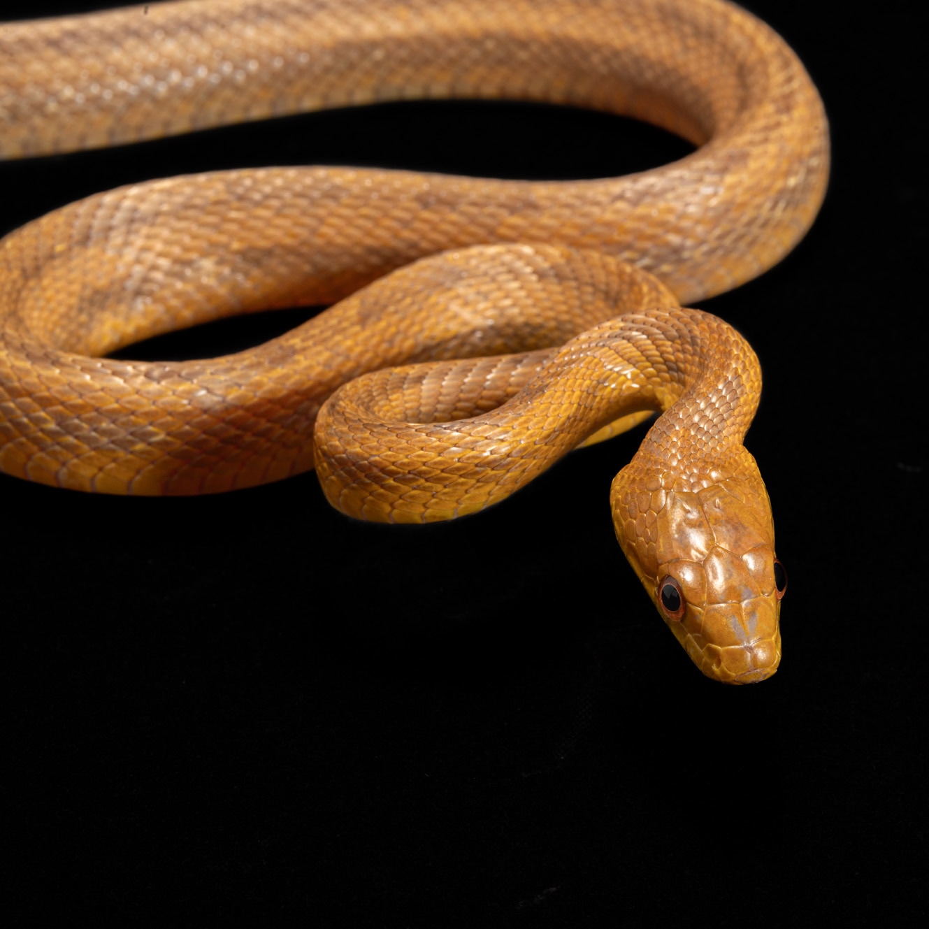Yellow Rat Snake Eastern Rat Snake by Southeast exotics MorphMarket
