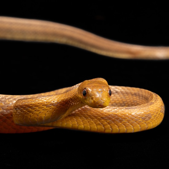 Yellow Rat Snake Eastern Rat Snake by Southeast exotics