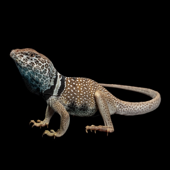 Great Basin Collared Lizard by Southeast exotics