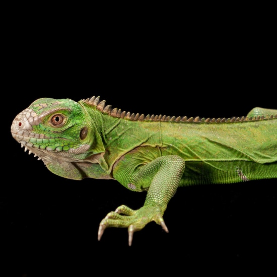 Lesser Antillean Iguana by Southeast exotics