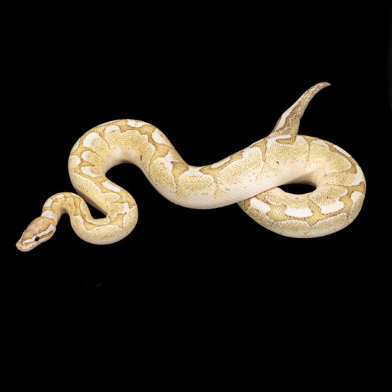 Ball Python by Southeast exotics