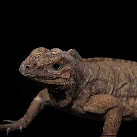 Rhino Iguana Other Iguana by Southeast exotics