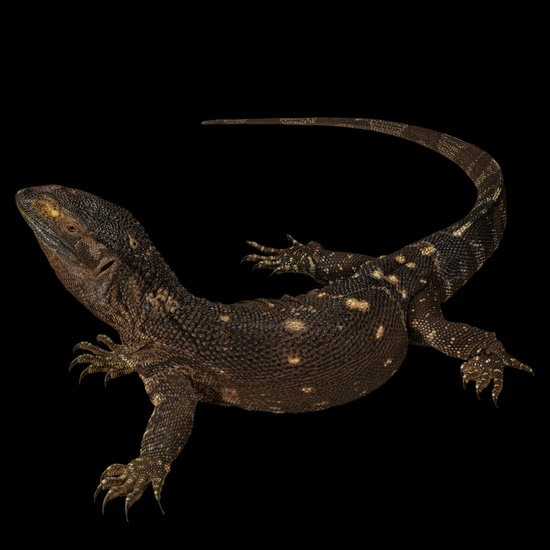 Black Throat Monitor BlackThroated Monitor by Southeast exotics