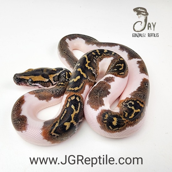 Pied 50% Het Wei Caramel Burmese Python by Jay Gonzalez Reptiles