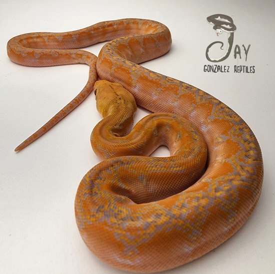 Purple Phantom Marble Reticulated Python by Jay Gonzalez Reptiles