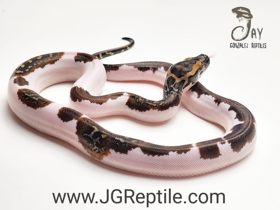 Pied 50% Het Wei Caramel Burmese Python by Jay Gonzalez Reptiles