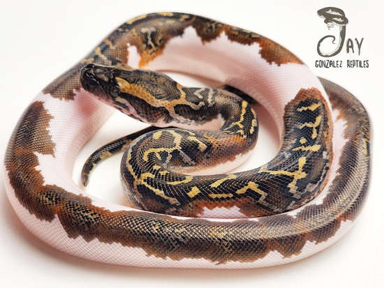 Pied 50% Het Wei Caramel Burmese Python by Jay Gonzalez Reptiles