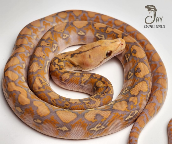 Purple Het Anthrax Reticulated Python by Jay Gonzalez Reptiles