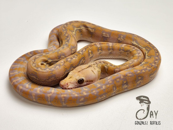 Purple Anthrax Pos Het Pied Reticulated Python by Jay Gonzalez Reptiles