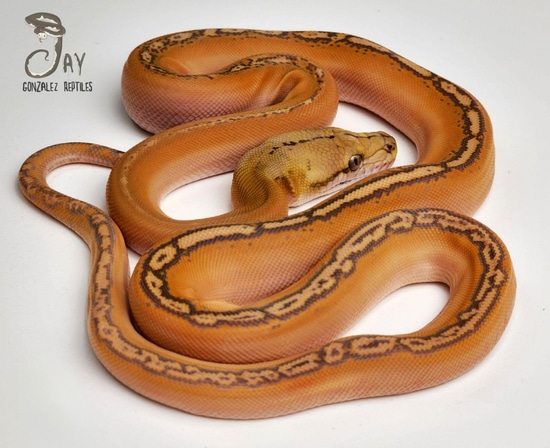 Caramel Phantom Sunfire Motley Reticulated Python by Jay Gonzalez Reptiles