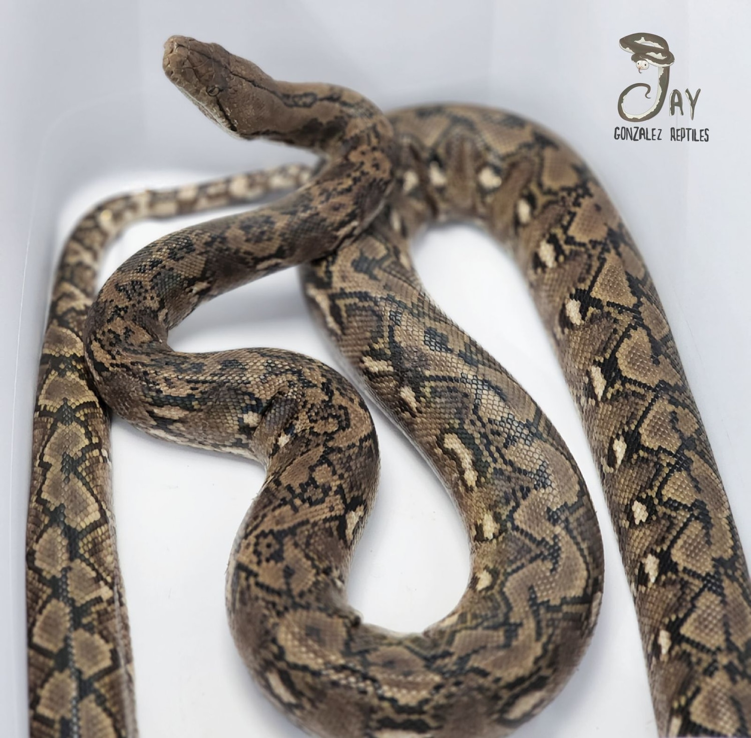 Adult Kalatoa Super Dwarf Reticulated Python by Jay Gonzalez Reptiles ...