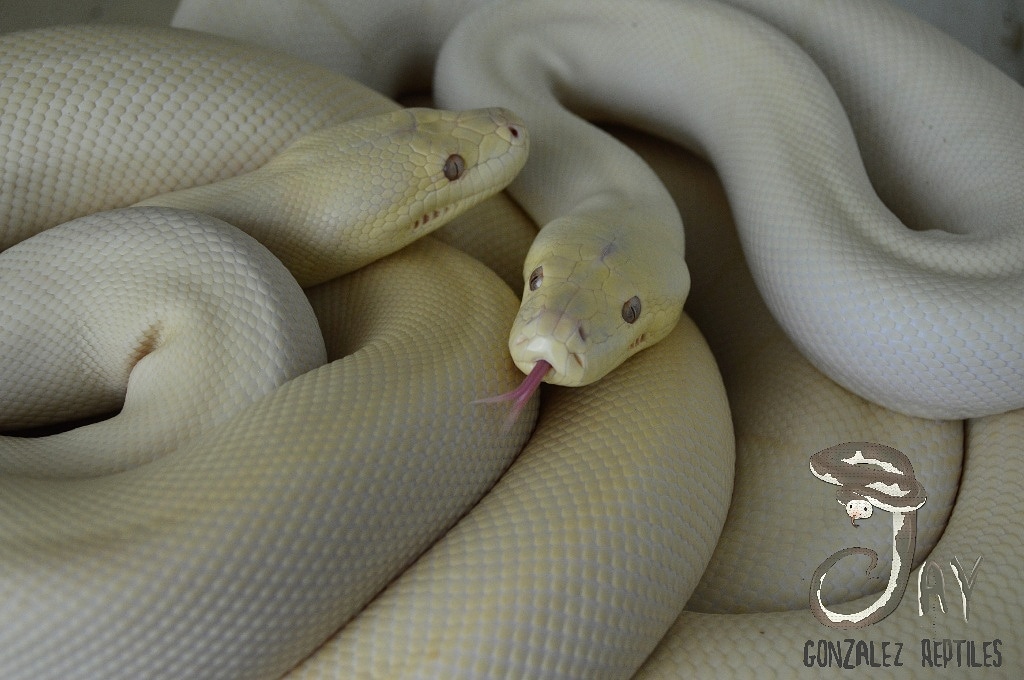 Albino Pair Olive Python by Jay Gonzalez Reptiles - MorphMarket