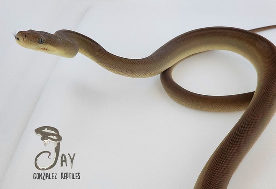 Olive 100% Het Albino Olive Python by Jay Gonzalez Reptiles