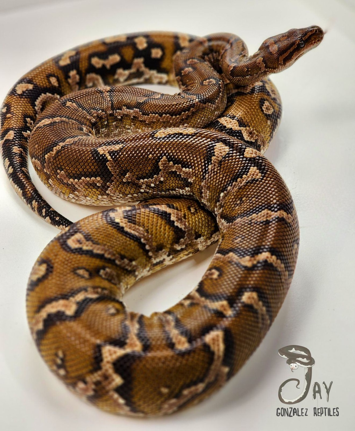 🌷Spring Cleaning Sale🌷 CBB RTB Female Angolan Python by Jay Gonzalez ...