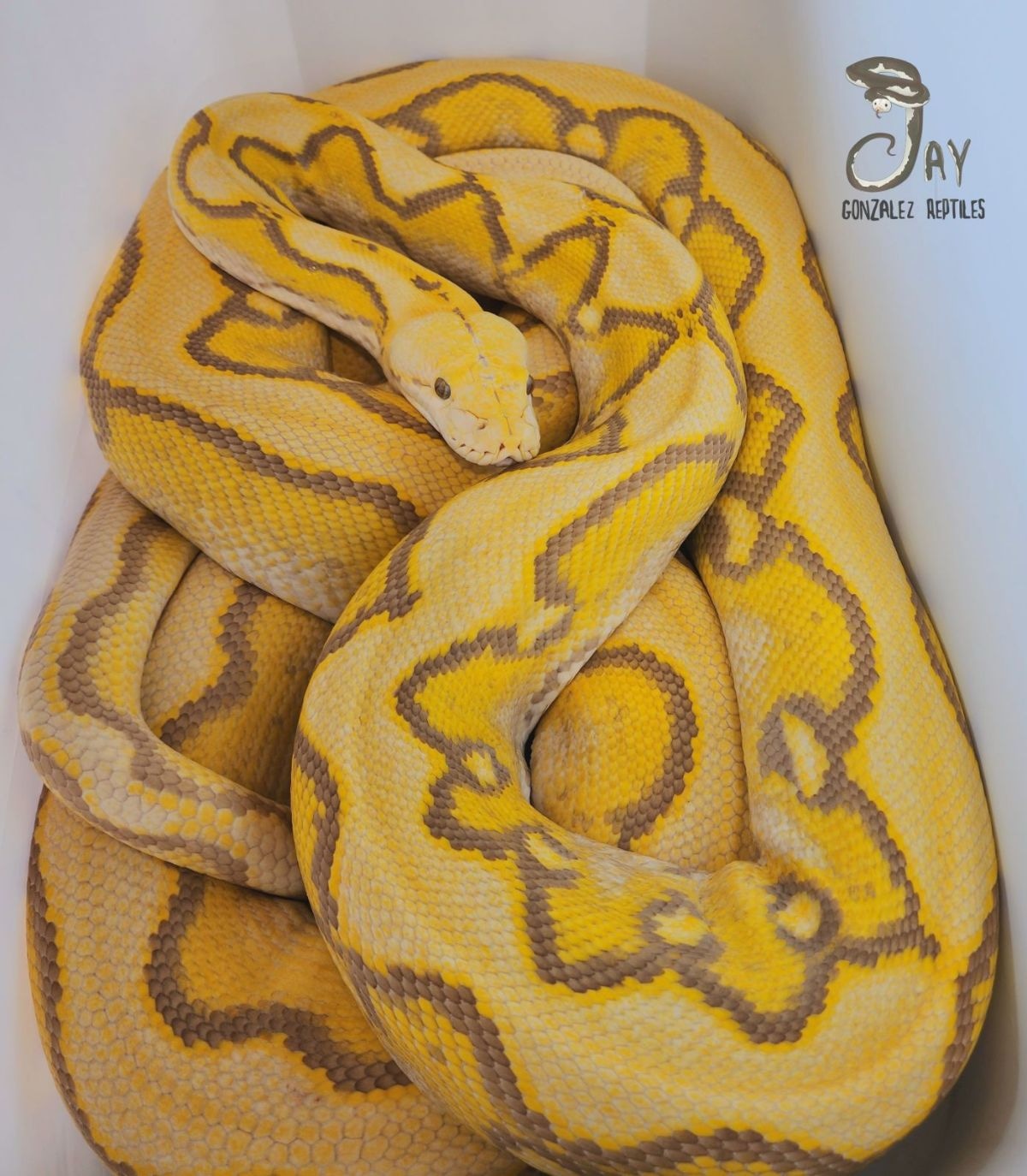 Proven Breeder Purple Super Sunfire Reticulated Python by Jay Gonzalez ...