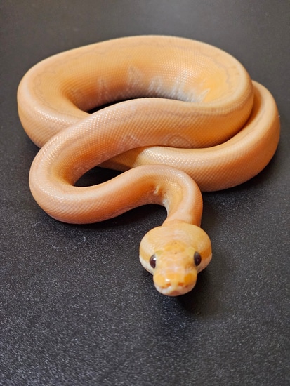 Banana Cinnamon Enchi Pinstripe 100% Het Genetic Stripe Ball Python by ...