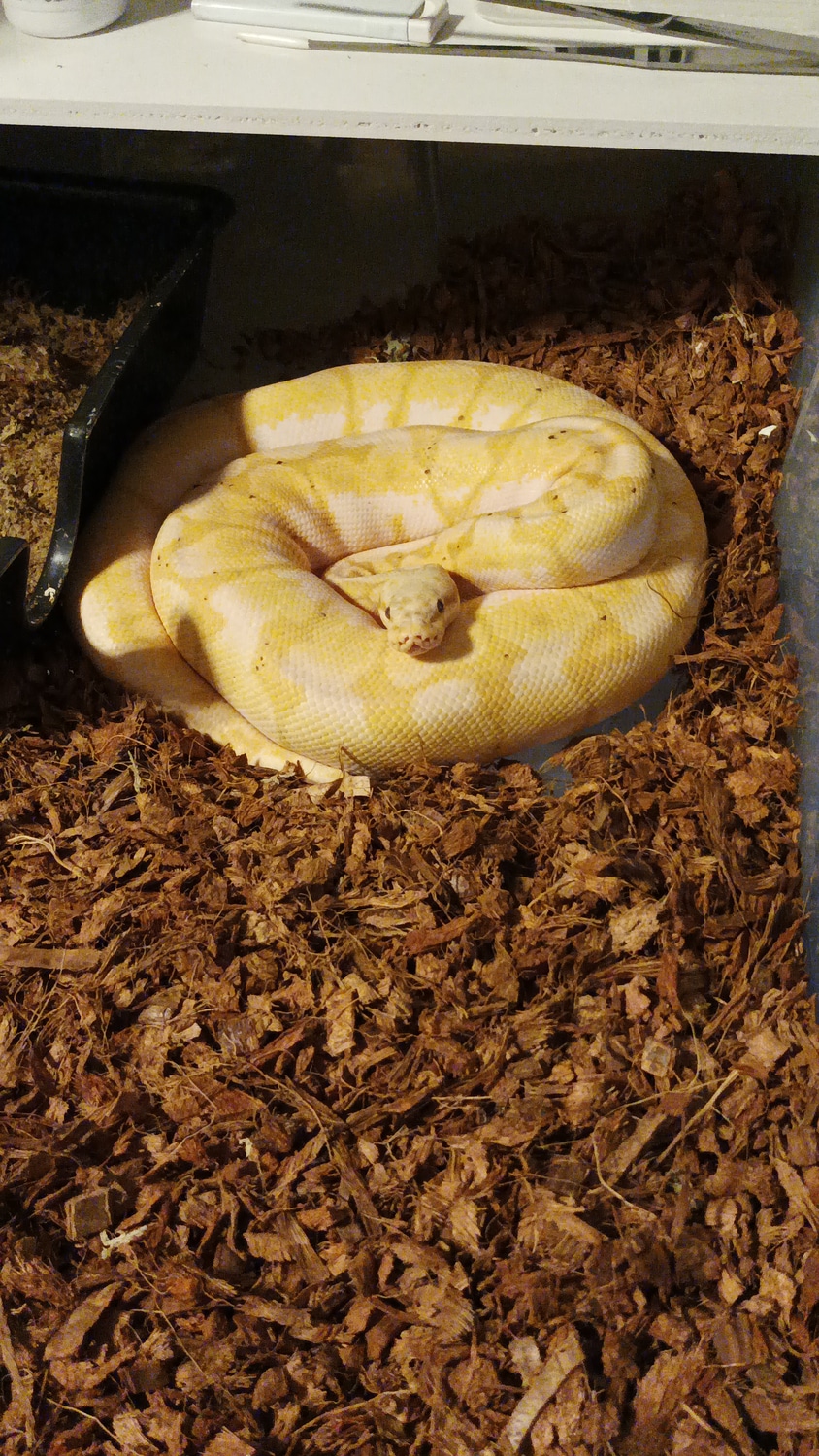 Banana Bumblebee Ball Python by Jh_ballpythons MorphMarket