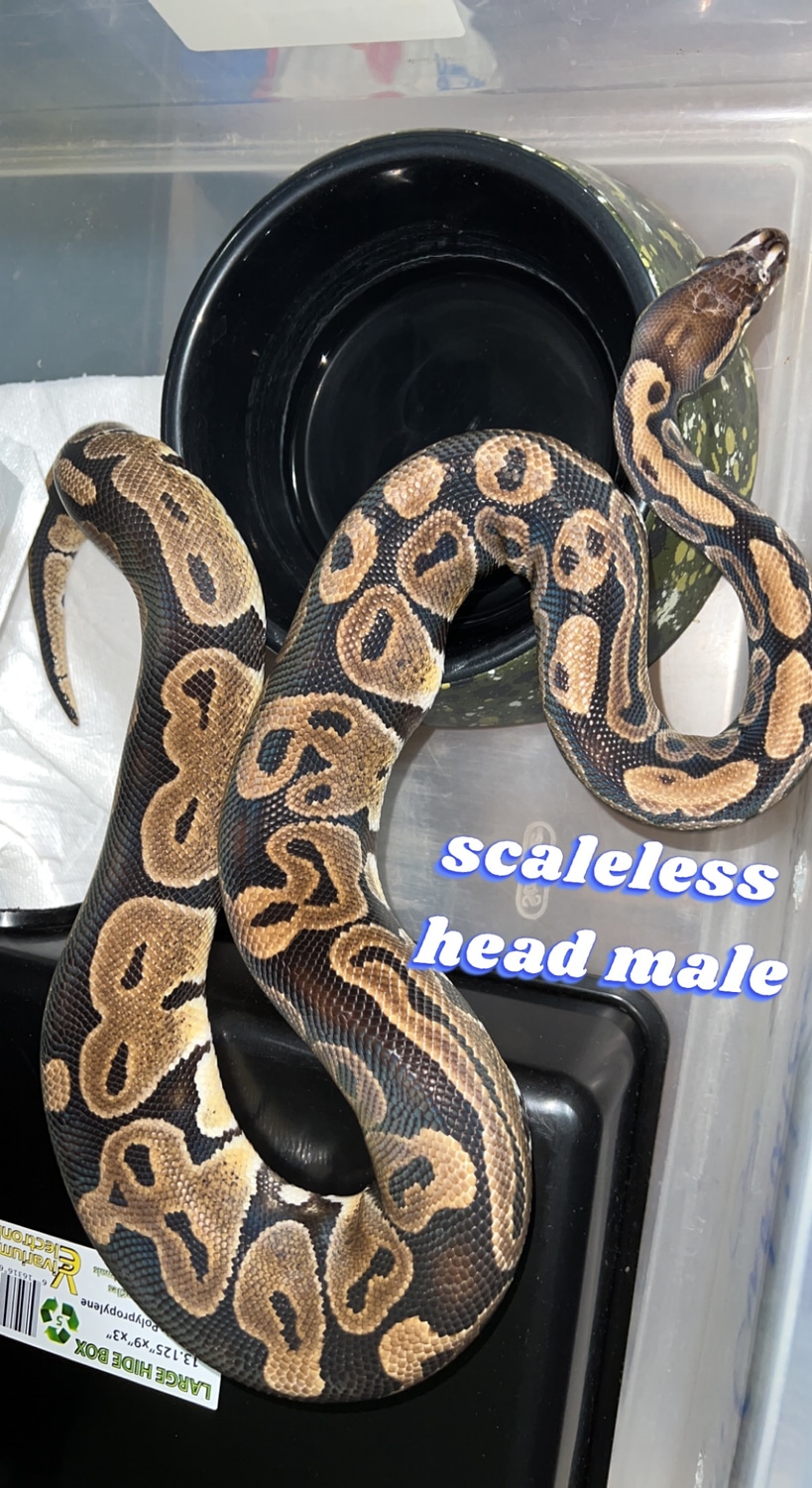 Scaleless Head Ball Python by NoCo Ball Pythons - MorphMarket