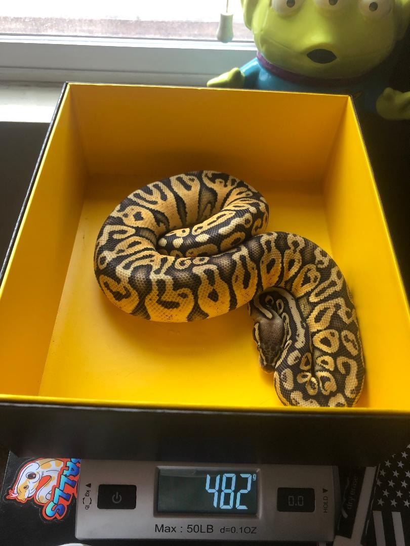 Super Pastel Blitz Ball Python by Rum Runner Reptiles - MorphMarket