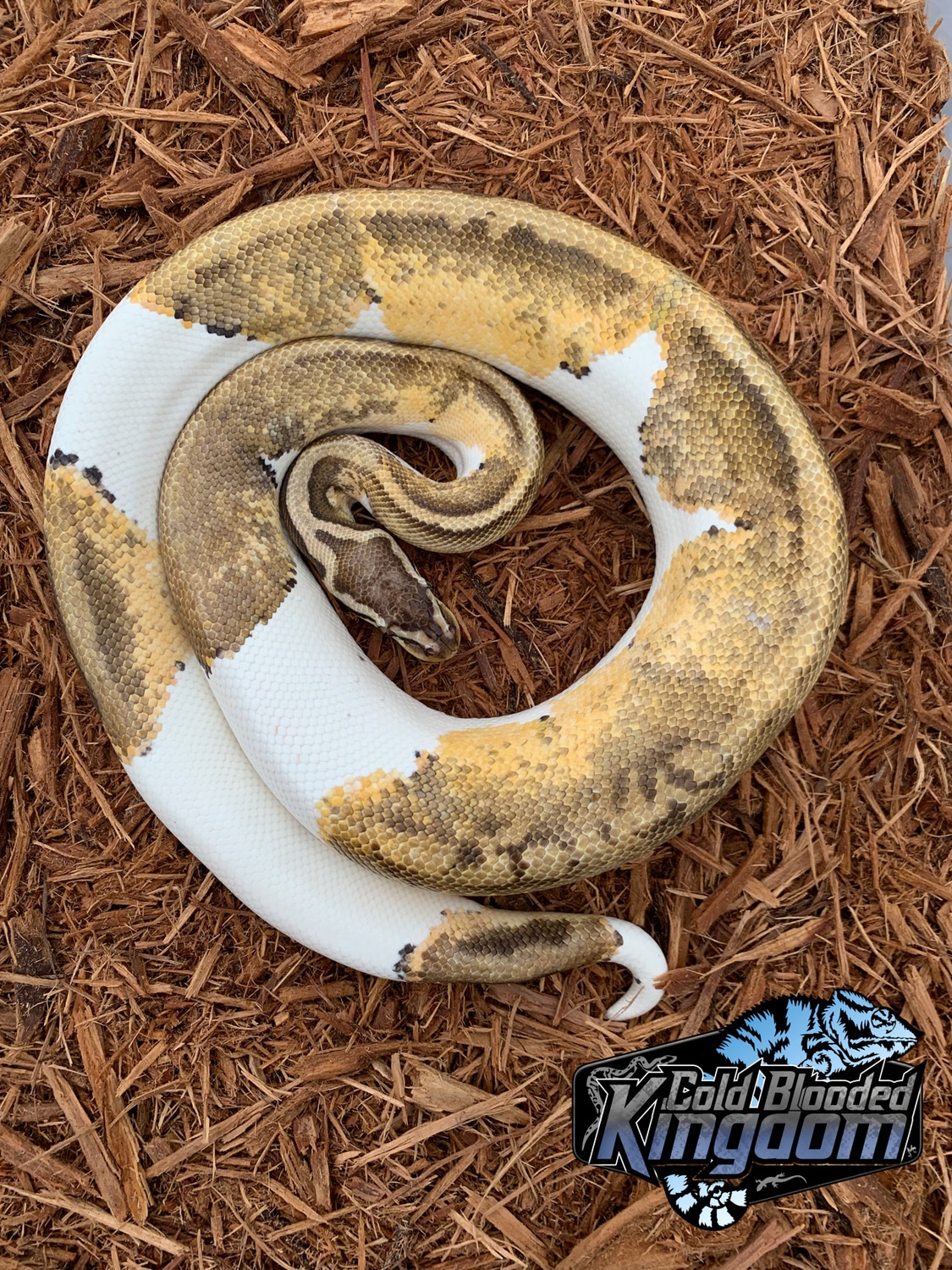 Pastel Pied Ball Python by Cold Blooded Shop - MorphMarket