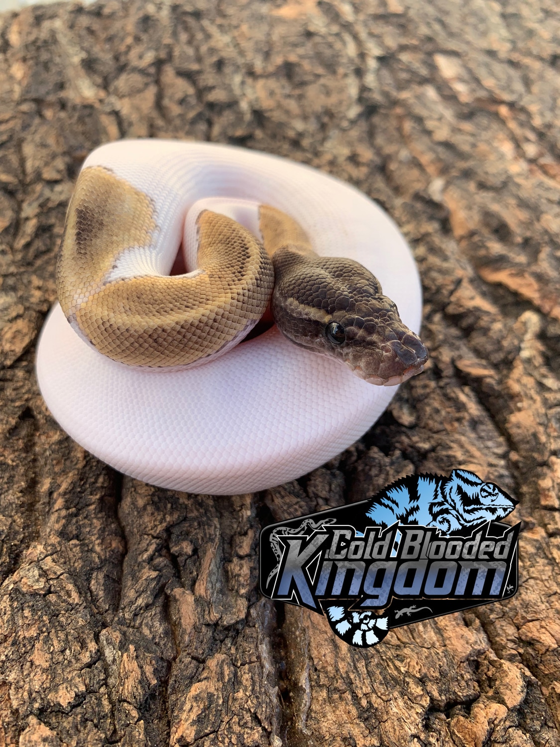 GHI Mojave Pied Ball Python by Cold Blooded Shop - MorphMarket